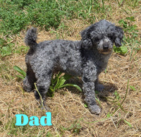 Bentley Male Mini Poodle $750
