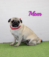 Max Male AKC Pug $995