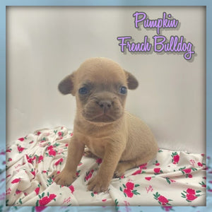 French Bulldog