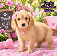 Pumpkin Female Mini Golden Retriever $1995