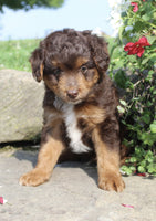  Mini Aussiepoo