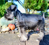 Eddie Male AKC Mini Schnauzer $999