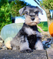 Ellie Female AKC Mini Schnauzer $1250