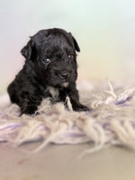 Schnoodle