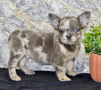 Lance Male AKC French Bulldog $1500
