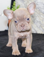 Amber Female AKC French Bulldog $1350