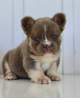 Darla Female AKC Fluffy French Bulldog $2450