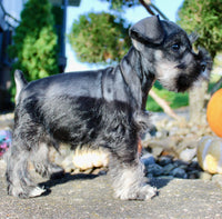 Eddie Male AKC Mini Schnauzer $999