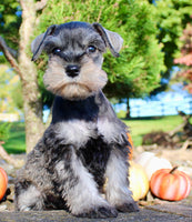 Ellie Female AKC Mini Schnauzer $1250