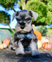 Ellie Female AKC Mini Schnauzer $1250