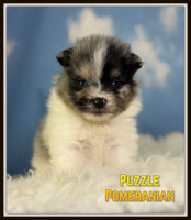 Puzzle Male ACA Pomeranian $2325