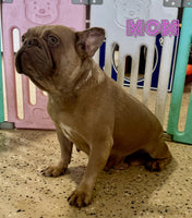 Ziva Female AKC French Bulldog $1400