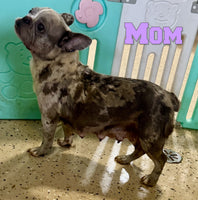 Ike Male AKC French Bulldog $1400
