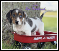 Mini Dachshund