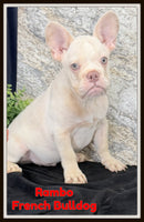 French Bulldog