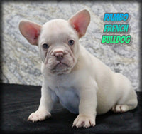 Rambo Male AKC French Bulldog $1799