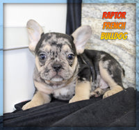 Raptor Male AKC French Bulldog $1750