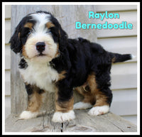 Raylon Male Bernedoodle $1200
