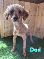 Cooper Male Mini Poodle $750