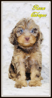 Cavapoo
