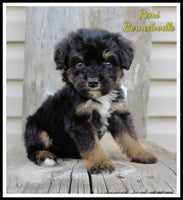 Bernedoodle