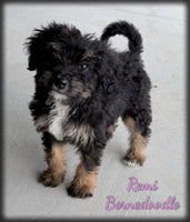 Remi Female Bernedoodle $1250
