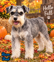 Lily Female AKC Mini Schnauzer $1250