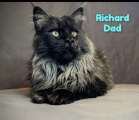 Pippa Female Maine Coon $1500