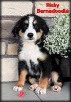 Ricky Male Bernedoodle $1200
