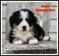 Ricky Male Bernedoodle $1200