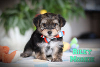 Riley Male Morkie $1800