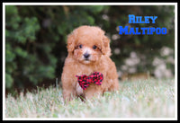 Riley Male F1B Maltipoo $1600