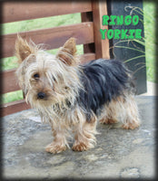 Ringo Male Yorkshire Terrier $499
