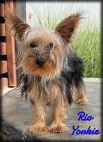 Rio Male Yorkshire Terrier $599