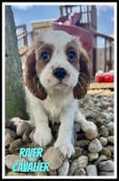 River Male Cavalier $899