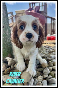 Cavalier