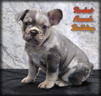 Rocket Male AKC French Bulldog $1899