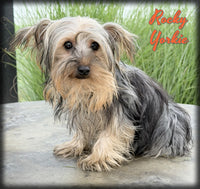 Rocky Male Yorkshire Terrier $499