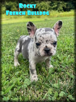 Rocky Male AKC French Bulldog $1850