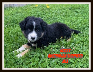 Australian Shepherd