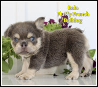 Rolo Male AKC Fluffy French Bulldog $1850