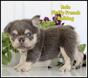 Fluffy French Bulldog