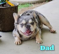 Rolo Male AKC Fluffy French Bulldog $1650