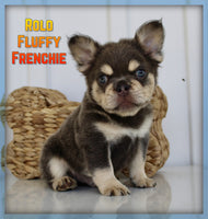 Rolo Male AKC Fluffy French Bulldog $1650