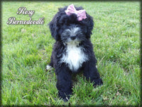 Bernedoodle
