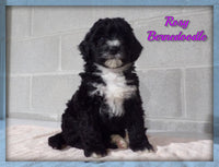 Bernedoodle