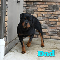 Rosie Female Rottweiler $1200