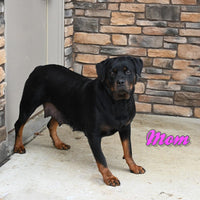 Rosie Female Rottweiler $1200