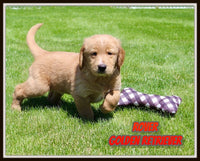 Rover Male AKC Golden Retriever $2300