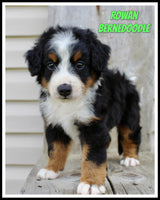 Rowan Male Bernedoodle $1200